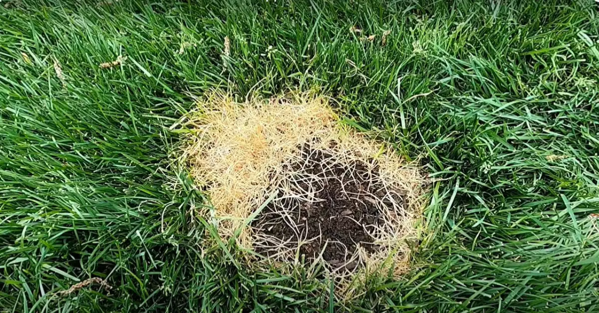 How To Apply Liquid Fertilizer To Your Lawn Step By Step Fertilizer Root